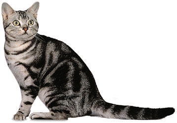 Indonesia American Shorthair Breeders, Grooming, Cat, Kittens, Reviews, Articles