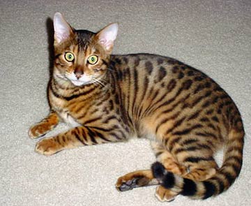 Indonesia Bengal Breeders, Grooming, Cat, Kittens, Reviews, Articles