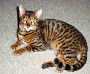 Malaysia Bengal Breeders, Grooming, Cat, Kittens, Reviews, Articles