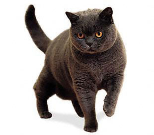 Malaysia British Shorthair Breeders, Grooming, Cat, Kittens, Reviews, Articles