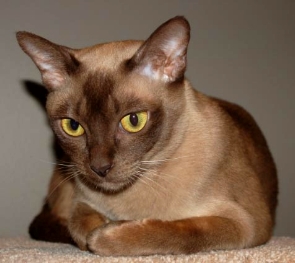 New Zealand Burmese Breeders, Grooming, Cat, Kittens, Reviews, Articles