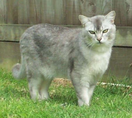 New Zealand Burmilla Breeders, Grooming, Cat, Kittens, Reviews, Articles