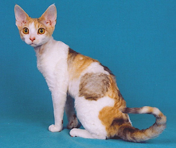 Indonesia Devon Rex Breeders, Grooming, Cat, Kittens, Reviews, Articles