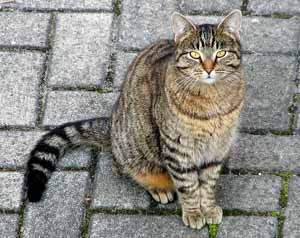 New Zealand Domestic shorthaired  Breeders, Grooming, Cat, Kittens, Reviews, Articles