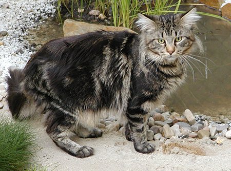 Malaysia Maine Coon  Breeders, Grooming, Cat, Kittens, Reviews, Articles