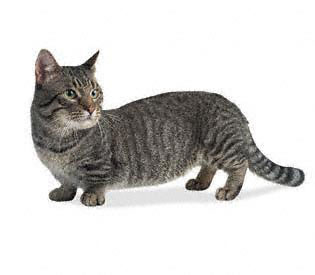 Munchkin Cat A Candid Breed Review From The Happy Cat Site