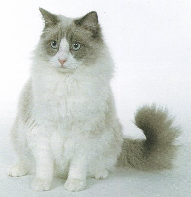 Malaysia Ragdoll  Breeders, Grooming, Cat, Kittens, Reviews, Articles