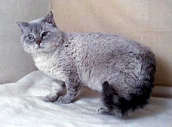 New Zealand Selkirk Rex Breeders, Grooming, Cat, Kittens, Reviews, Articles