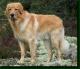 Pakistan Hovawart Breeders, Grooming, Dog, Puppies, Reviews, Articles
