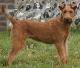 Pakistan Irish Terrier Breeders, Grooming, Dog, Puppies, Reviews, Articles