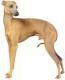 Pakistan Italian Greyhound Breeders, Grooming, Dog, Puppies, Reviews, Articles