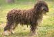 Pakistan Perro De Agua Espanol Breeders, Grooming, Dog, Puppies, Reviews, Articles