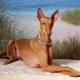 Pakistan Pharaoh Hound Breeders, Grooming, Dog, Puppies, Reviews, Articles