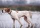 Pakistan Pointer Breeders, Grooming, Dog, Puppies, Reviews, Articles