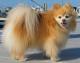 Pakistan Pomeranian Breeders, Grooming, Dog, Puppies, Reviews, Articles