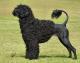 Pakistan Portuguese Water Dog Breeders, Grooming, Dog, Puppies, Reviews, Articles