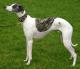 Pakistan Whippet Breeders, Grooming, Dog, Puppies, Reviews, Articles