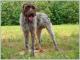 Pakistan Wirehaired Pointing Griffon Breeders, Grooming, Dog, Puppies, Reviews, Articles