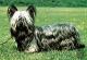 Pakistan Skye Terrier Breeders, Grooming, Dog, Puppies, Reviews, Articles