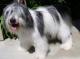 India Polish Lowland Sheepdog Breeders, Grooming, Dog, Puppies, Reviews, Articles