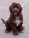 India Portuguese Water Dog Breeders, Grooming, Dog, Puppies, Reviews, Articles