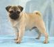 India Pug Breeders, Grooming, Dog, Puppies, Reviews, Articles