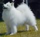 India Samoyed Breeders, Grooming, Dog, Puppies, Reviews, Articles