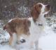 India Welsh Springer Spaniel Breeders, Grooming, Dog, Puppies, Reviews, Articles