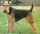 India Welsh Terrier Breeders, Grooming, Dog, Puppies, Reviews, Articles