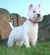 India West Highland White Terrier Breeders, Grooming, Dog, Puppies, Reviews, Articles