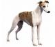 India Whippet Breeders, Grooming, Dog, Puppies, Reviews, Articles