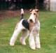 India Wire Fox Terrier Breeders, Grooming, Dog, Puppies, Reviews, Articles