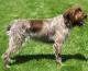 India Wirehaired Pointing Griffon Breeders, Grooming, Dog, Puppies, Reviews, Articles
