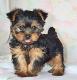 India Yorkshire Terrier Breeders, Grooming, Dog, Puppies, Reviews, Articles