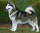 UK Alaskan Malamute Breeders, Grooming, Dog, Puppies, Reviews, Articles
