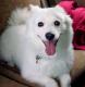 UK American Eskimo Dog Breeders, Grooming, Dog, Puppies, Reviews, Articles
