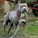 UK American Pit Bull Terrier Breeders, Grooming, Dog, Puppies, Reviews, Articles