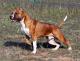 UK American Staffordshire Terrier Breeders, Grooming, Dog, Puppies, Reviews, Articles