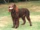UK American Water Spaniel Breeders, Grooming, Dog, Puppies, Reviews, Articles