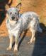 UK Australian Cattle Dog Breeders, Grooming, Dog, Puppies, Reviews, Articles