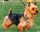 UK Australian Terrier Breeders, Grooming, Dog, Puppies, Reviews, Articles