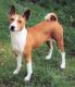 UK Basenji Breeders, Grooming, Dog, Puppies, Reviews, Articles
