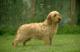 UK Basset Fauve De Bretagne Breeders, Grooming, Dog, Puppies, Reviews, Articles