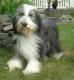 UK Bearded Collie Breeders, Grooming, Dog, Puppies, Reviews, Articles