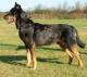 UK Beauceron Breeders, Grooming, Dog, Puppies, Reviews, Articles