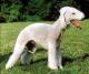 UK Bedlington Terrier Breeders, Grooming, Dog, Puppies, Reviews, Articles