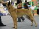 UK Belgian Malinois Breeders, Grooming, Dog, Puppies, Reviews, Articles