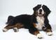 UK Bernese Mountain Dog Breeders, Grooming, Dog, Puppies, Reviews, Articles
