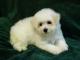 UK Bichon Frise Breeders, Grooming, Dog, Puppies, Reviews, Articles