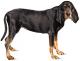UK Black And Tan Coonhound Breeders, Grooming, Dog, Puppies, Reviews, Articles
